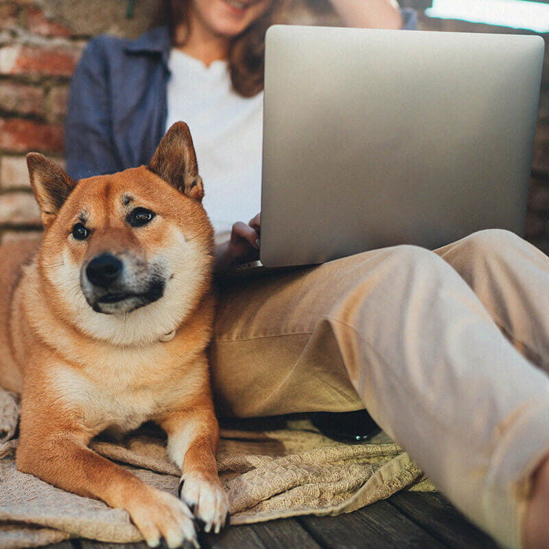 woman working on a computer while sitting on a couch with a dog